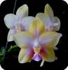 Phal. CTL Christophe 1